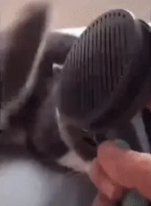Escova Removedora de Pelos
