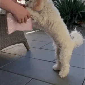 Tapete Gelado Pet